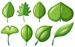 Free vector different shapes of leaves