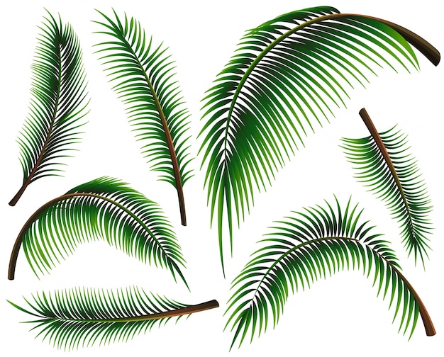 Free vector different sizes of palm leaves illustration