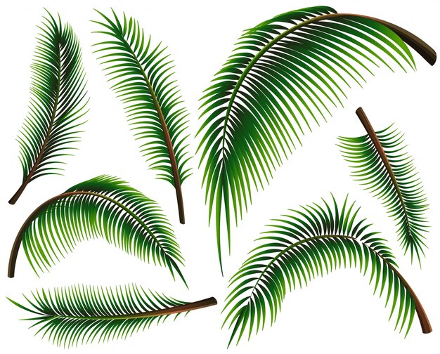 Different sizes of palm leaves illustration