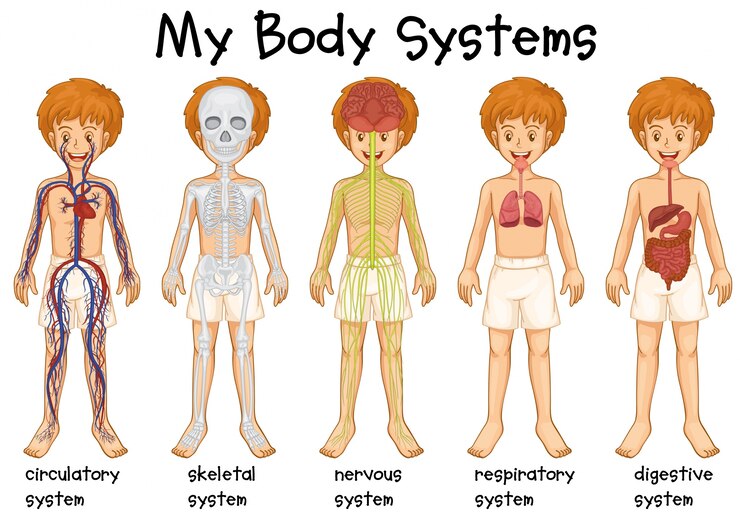 Free Vector different system in human illustration