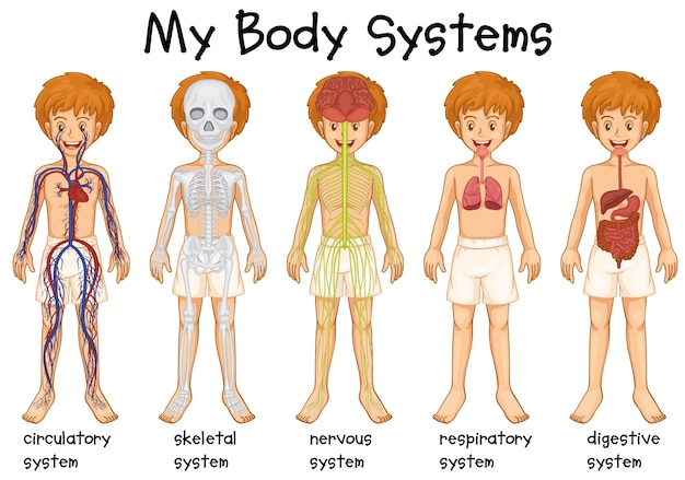 Различные системы в человеческой иллюстрации