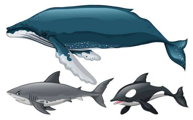 異なるタイプのクジラとサメのイラスト