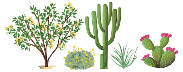 Различные виды кактусов и деревьев