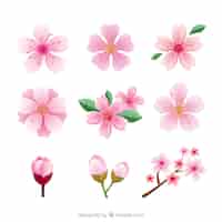 Vettore gratuito diversi tipi di fiori di ciliegio