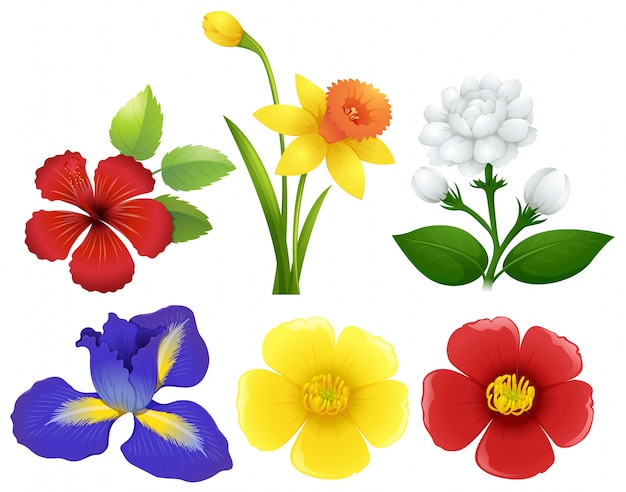 Different types of flowers illustration