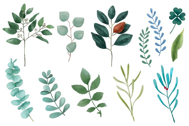 Различные виды иллюстрированных листьев растений, изолированных на белом фоне.