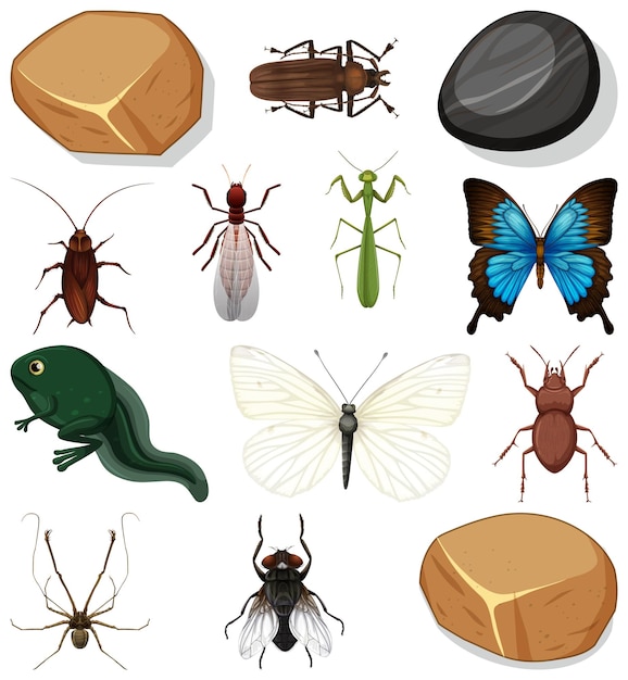 Different types of insect with nature elements