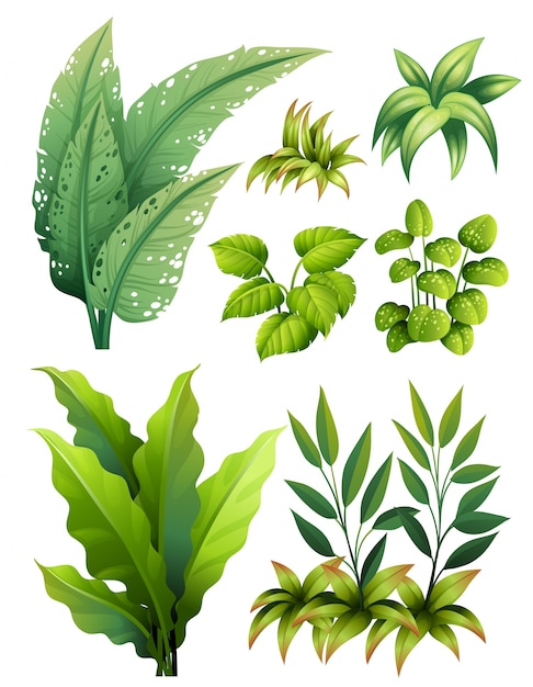 Different types of leaves