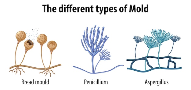 Free vector the different types of mold