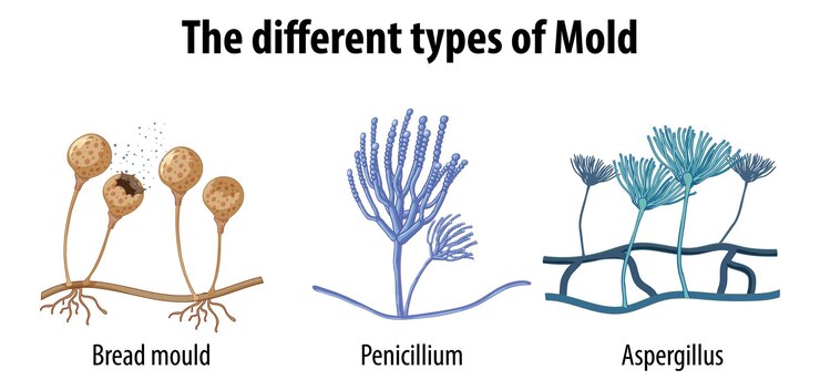 Free Vector the different types of mold