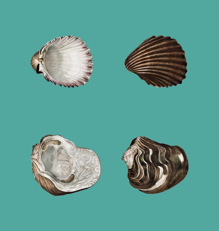 Free Vector different types of mollusks illustrated by charles dessalines d'orbigny (1806-1876).