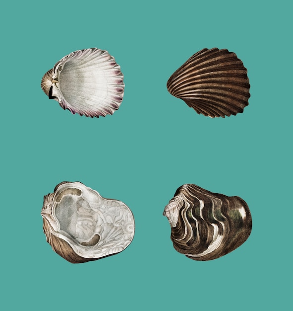Различные виды моллюсков иллюстрированы Чарльзом Дессалином Д&#39;Орбиньи (1806-1876).