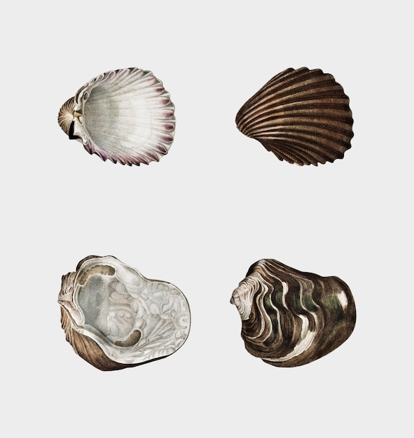 Free vector different types of mollusks