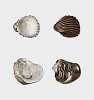 Free vector different types of mollusks