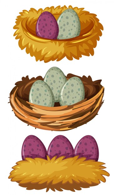 Различные виды гнезд и яиц
