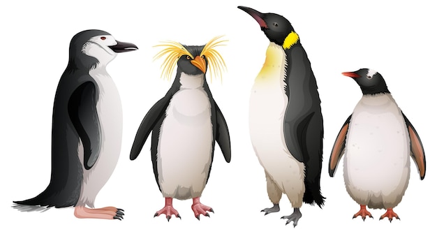 Free vector different types of penguins