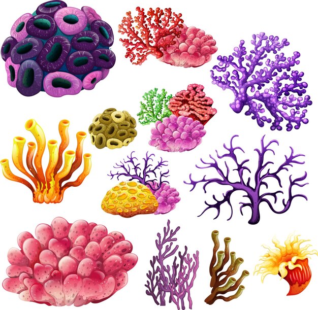 さまざまな種類のサンゴ礁