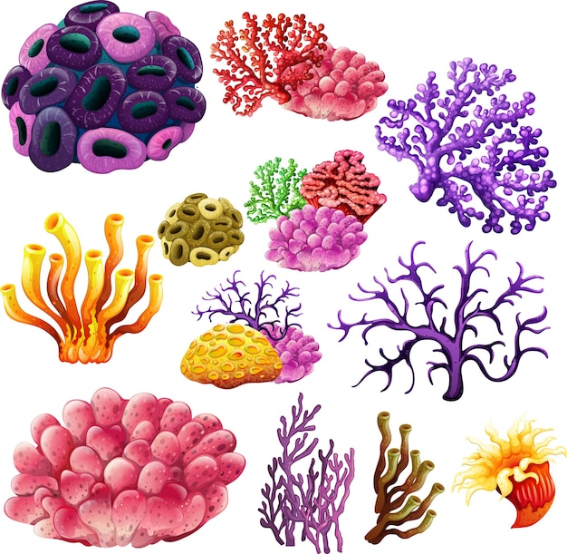 Different types of reef