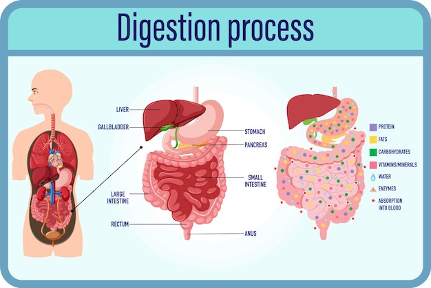 Vettore gratuito cellule di digestione e digestione e intestino tenue