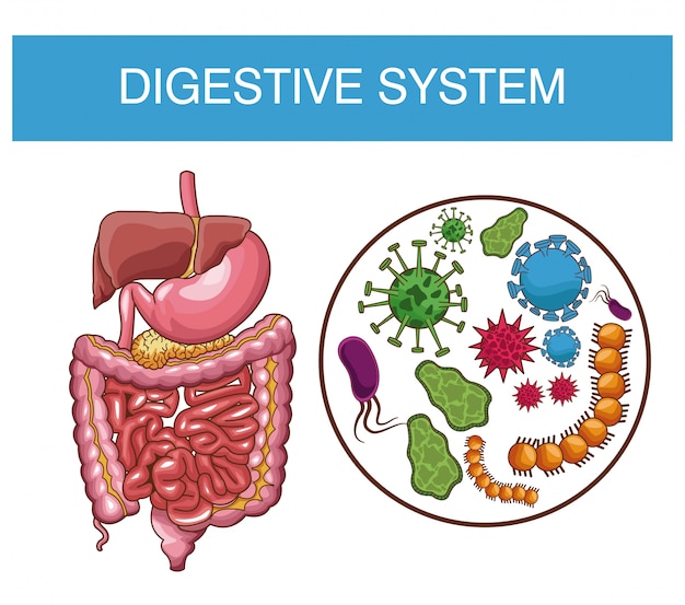 Digestive system human organs