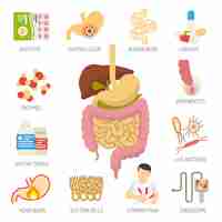 Free vector digestive system icons set