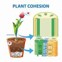 Free vector digram showing the movement of water in plants