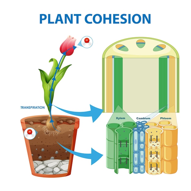 無料ベクター 植物の水の動きを示す有向グラフ