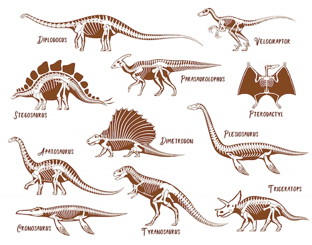 Dinosaurs skeleton Set