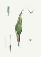 Free vector dissected flower and plant