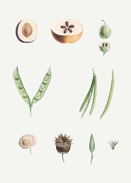 Free vector dissected fruit and flowers