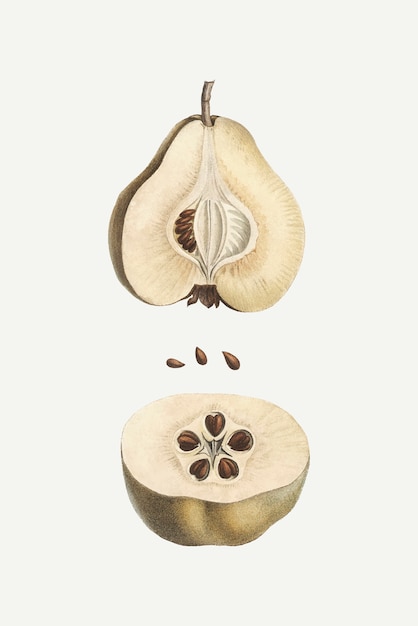 Dissected pear fruit