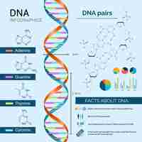 무료 벡터 dna 인포 그래픽 세트