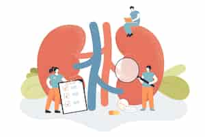 Free vector doctors check health of kidneys and urinary system in clinic. medical study of tiny people with chronic kidney diseases and physiology flat vector illustration. urology, nephrology, dialysis concept