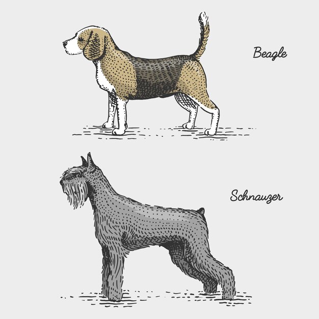 かわいいビーグル犬のイラスト プレミアムベクター