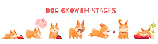 Dog growth stages composition with set of isolated cartoon style characters of puppy with editable text illustration