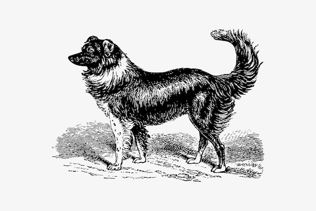 Dog vintage drawing