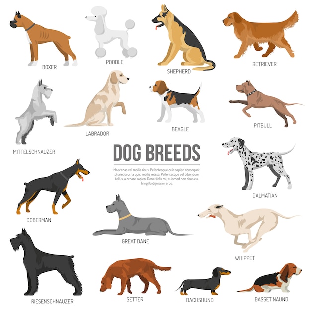 Free vector dogs breed set