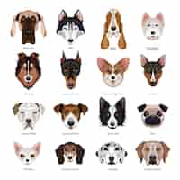 Free vector dogs breeds set