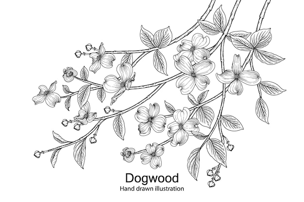 Free vector dogwood flower hand drawn botanical illustrations.