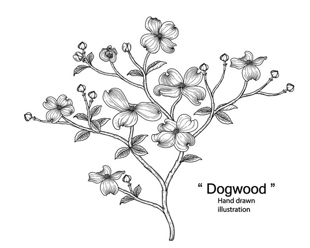 Premium Vector Set of dogwood flower and leaves drawing illustration.