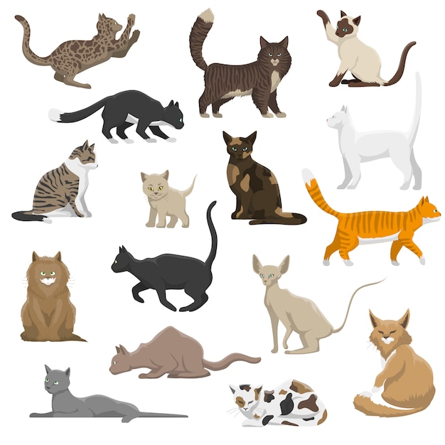 Domestic cat breeds flat icons collection