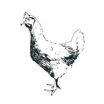 Курица домашней птицы графический цыпленок изолирован на белом векторный рисунок