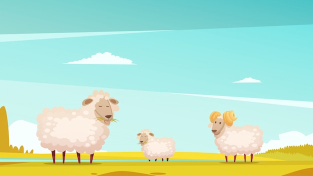 Domestic sheep breeding and raising farm pasture