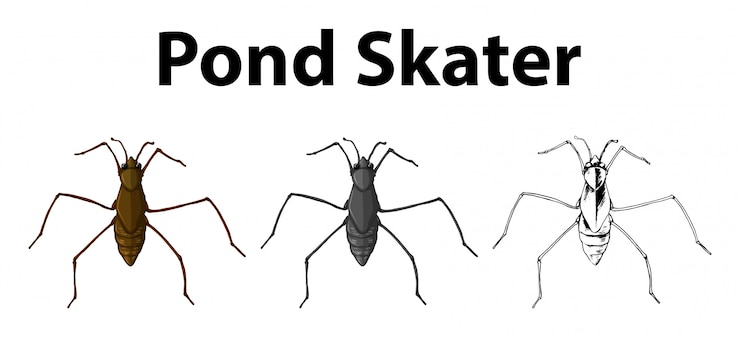 Free Vector doodle character for pond skater