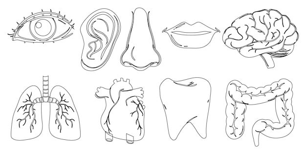 Doodle design of the different internal and external body parts