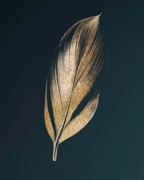 Dracaena Recina, succulent tropical leaf vintage