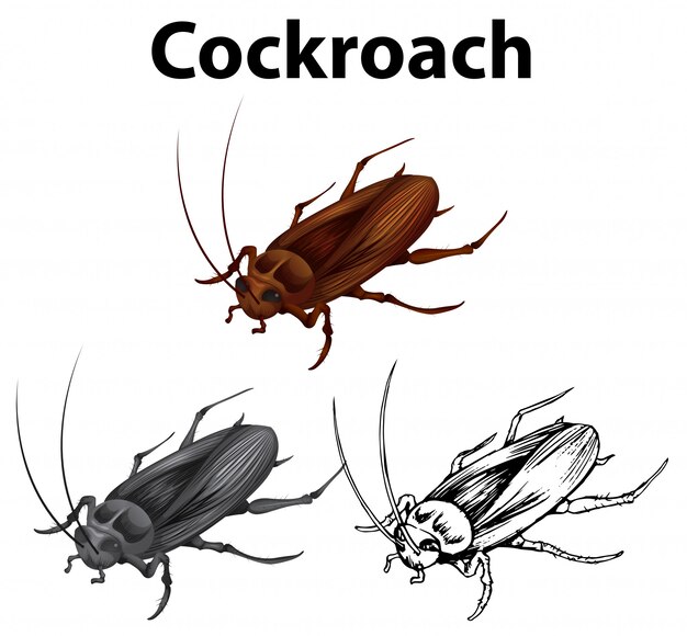 Drafting character for cockroach