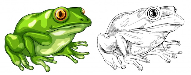 Free vector drafting and colored picture of frog