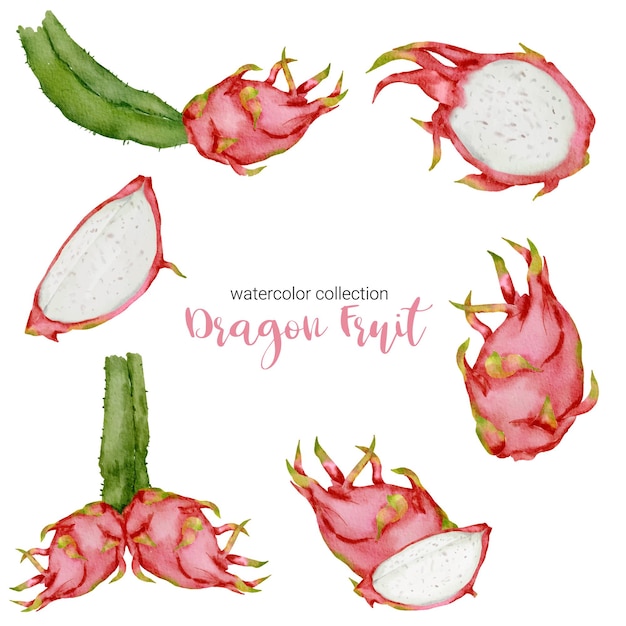 Dragon fruit, ripe fruit in watercolor collection with full of fruit and cut into pieces