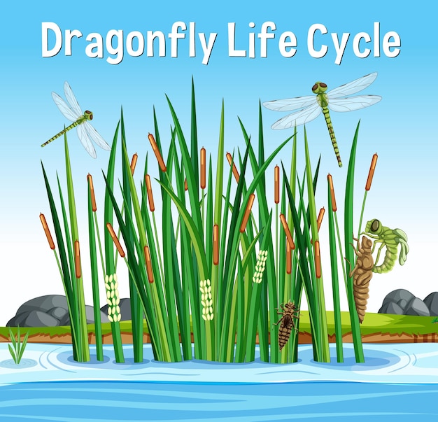 Бесплатное векторное изображение Шрифт dragonfly life cycle в сцене болота